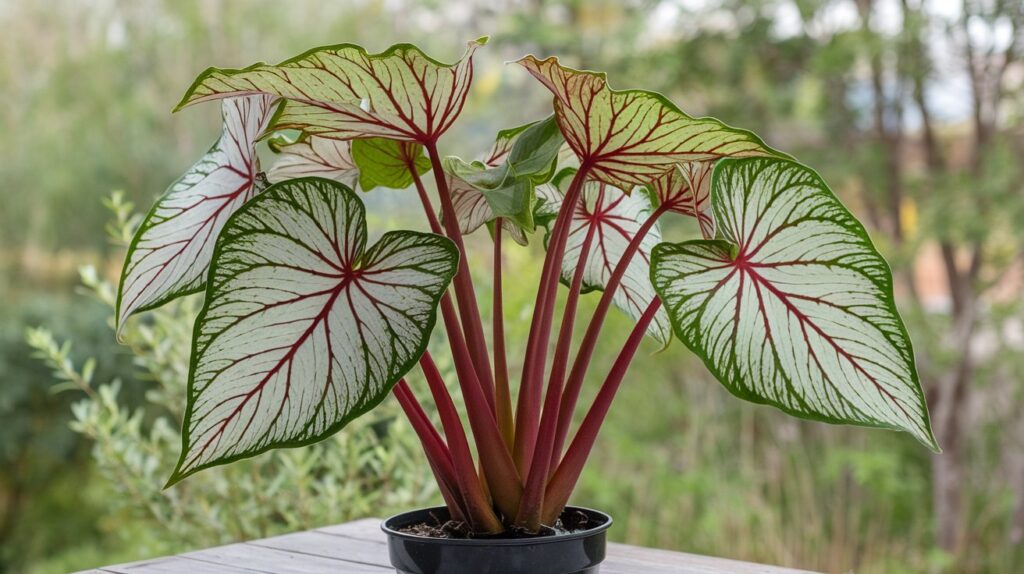 7 inches caladium plant