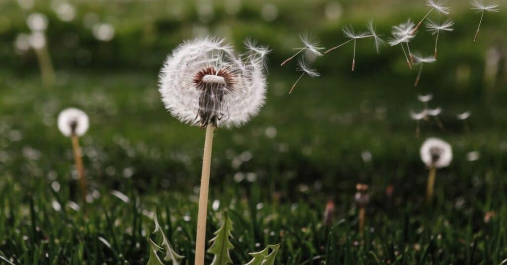 dandelion