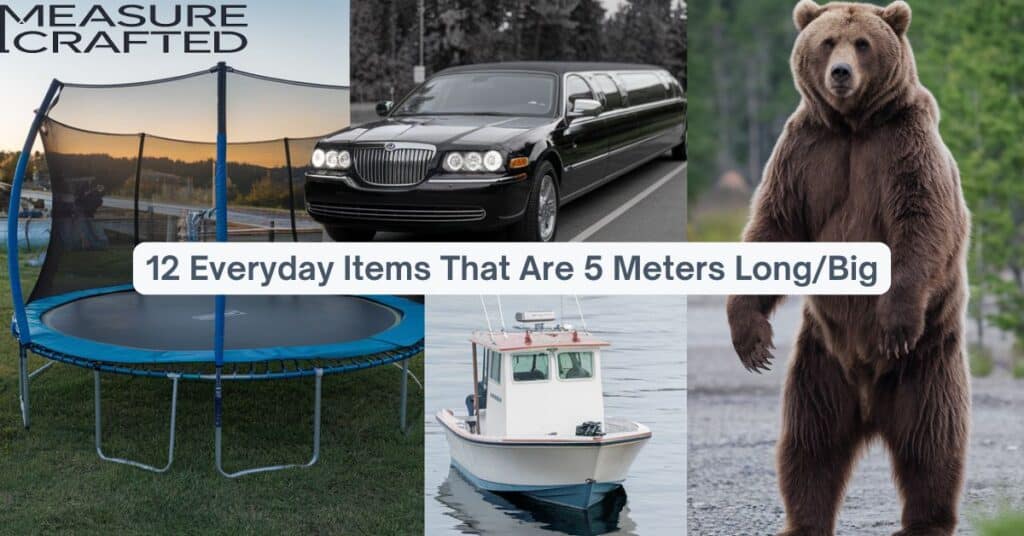 A picture of various 5 meter objects, including a sailboat, trampoline, limo and grizzly bear.