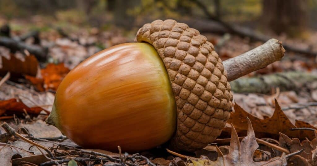 A photo of a acorn with a capsular shell. The acorn is sitting on a mossy ground. There are leaves and twigs in the background.