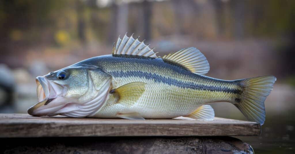 A photo of a largemouth bass fish. The fish is laying on a wooden board.