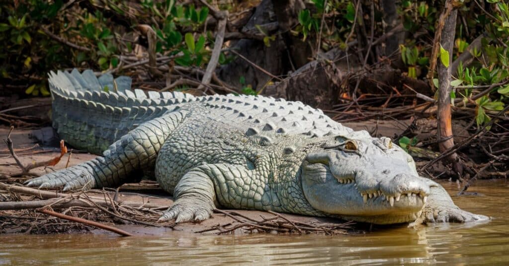 Massive saltwater crocodiles on the bank of the lake