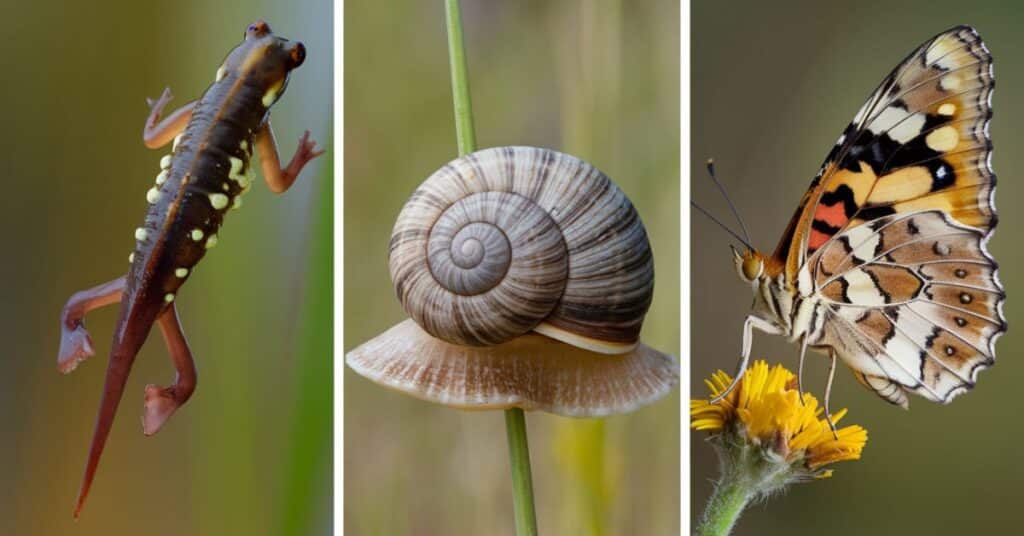 Collage of nature's wonders measuring 5 centimeters: a tadpole, snail, and a Painted Lady butterfly, arranged in a vertical column format.