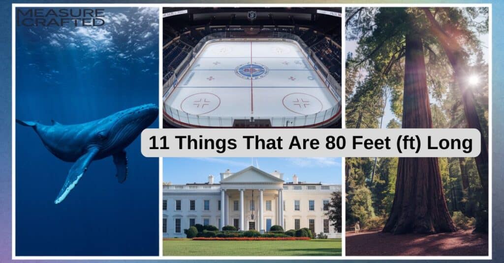 A collage of a blue whale, an ice hockey rink, a redwood tree, and the White House, symbolizing the diverse applications of the 80 feet. measurement.