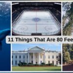 A collage of a blue whale, an ice hockey rink, a redwood tree, and the White House, symbolizing the diverse applications of the 80 feet. measurement.