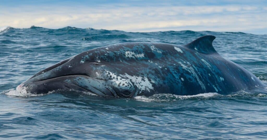 A blue whale in the ocean.