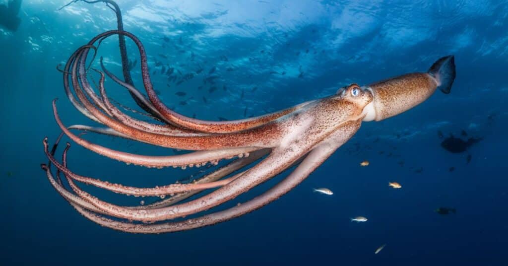 The 50 feet elusive giant squid in the sea