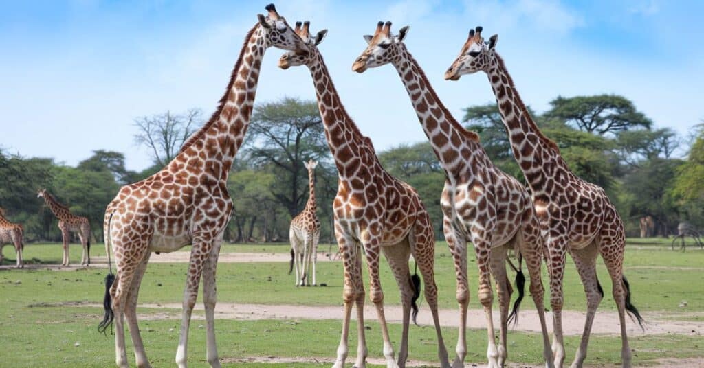 A captivating photo of four giraffes together in their natural habitat.