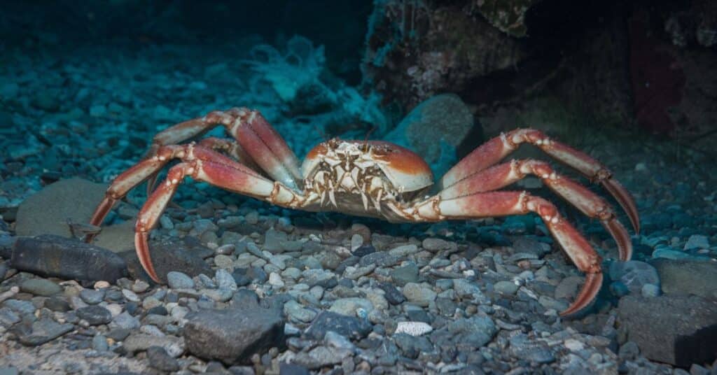 japanese spider crab in the ocean