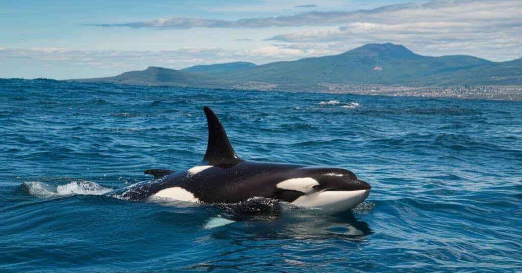 An image of a killer whale in its natural habitat, emphasizing its size and beauty.