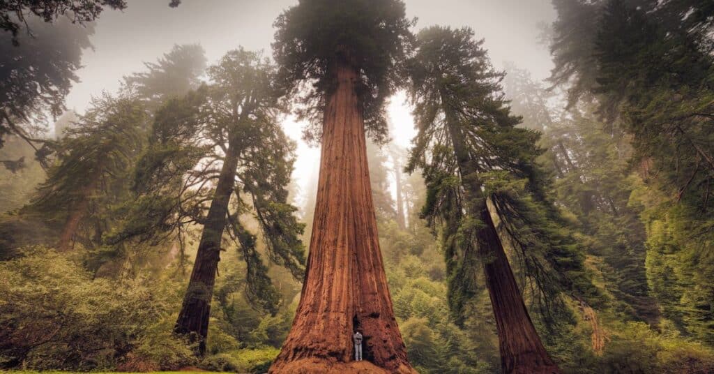 A person standing at the base of towering redwood trees.