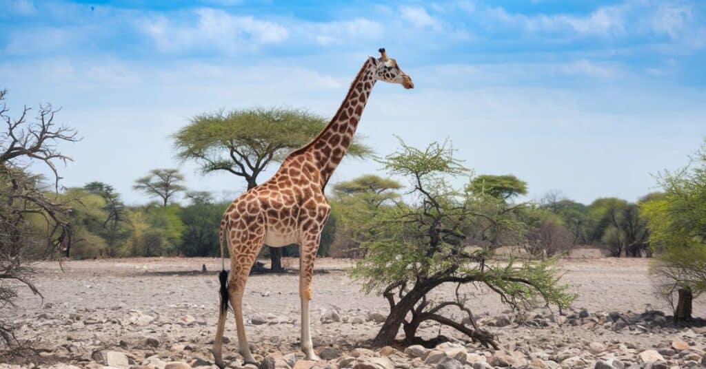 A photo of a 20 feet long giraffe with its head above the tree line. The giraffe is standing on a rocky terrain.