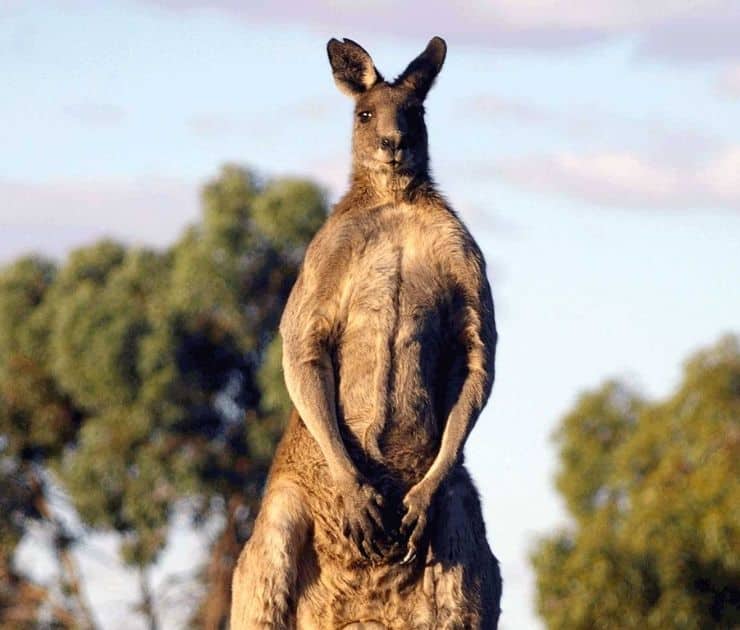 Adult Kangaroo