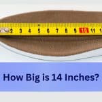 How Big is 14 Inches?