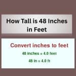How Tall is 48 Inches in Feet