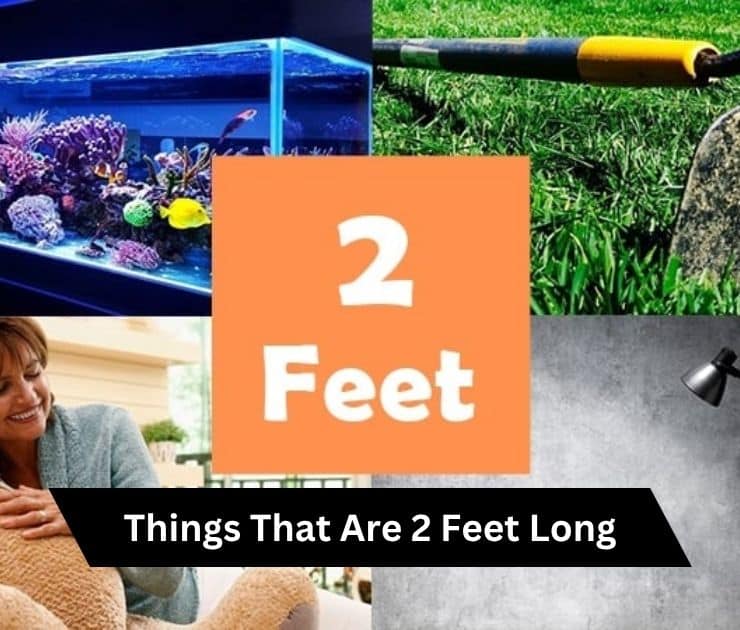 Things That Are 2 Feet Long